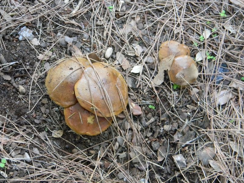 4�gruppo di ritr.il 4.10.2011.sotto Leccio e Pino marino
