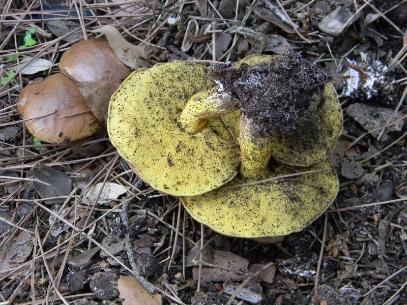 4�gruppo di ritr.il 4.10.2011.sotto Leccio e Pino marino