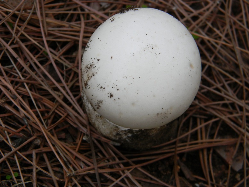 3�gruppo ritrov.il 4.10.2011.sotto Leccio e Pino marino