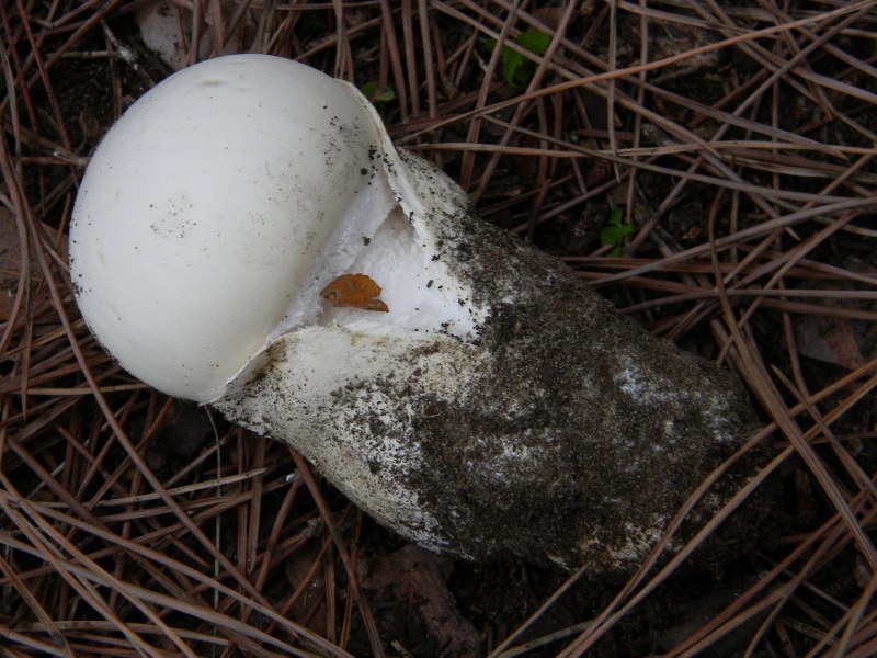 3�gruppo ritrov.il 4.10.2011.sotto Leccio e Pino marino