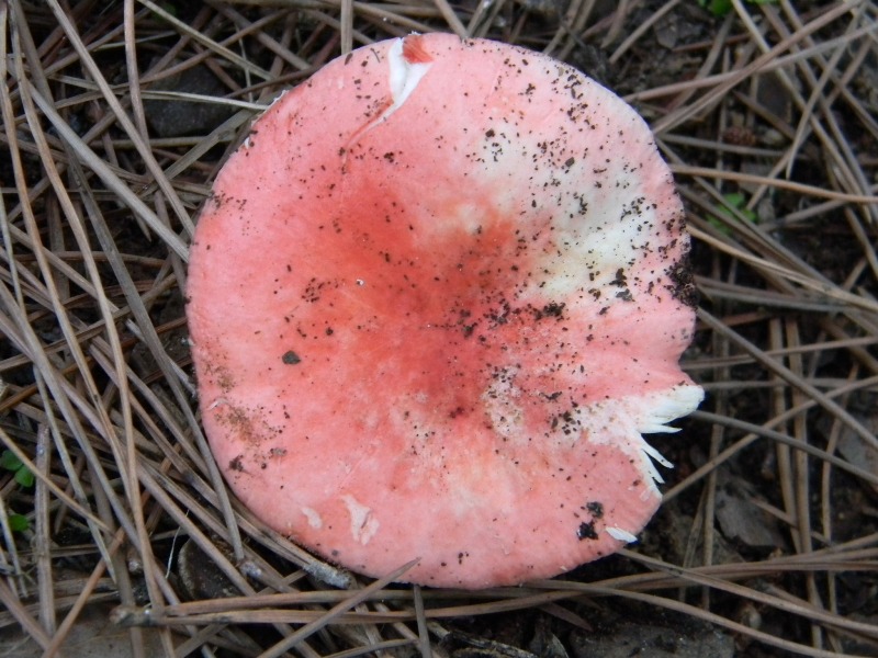 5�)gruppodi ritrov. il 4.10.2011.sotto Leccio e Pino marino