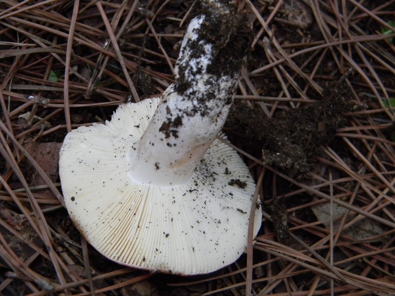 5�)gruppodi ritrov. il 4.10.2011.sotto Leccio e Pino marino