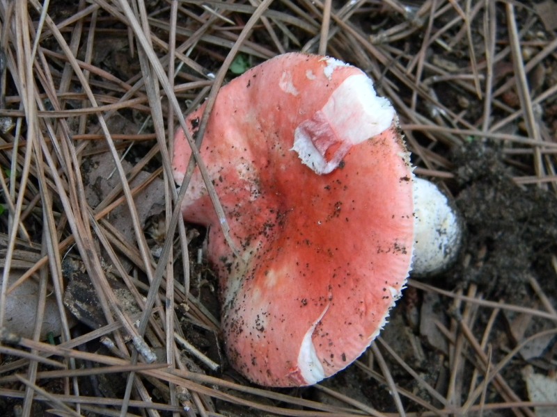 5�)gruppodi ritrov. il 4.10.2011.sotto Leccio e Pino marino