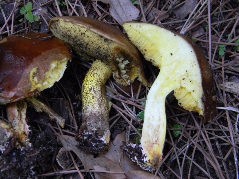 4�gruppo di ritr.il 4.10.2011.sotto Leccio e Pino marino