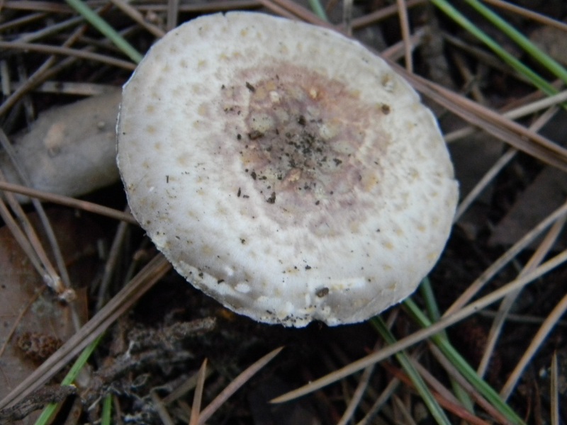 5�)gruppodi ritrov. il 4.10.2011.sotto Leccio e Pino marino