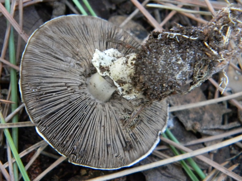 5�)gruppodi ritrov. il 4.10.2011.sotto Leccio e Pino marino