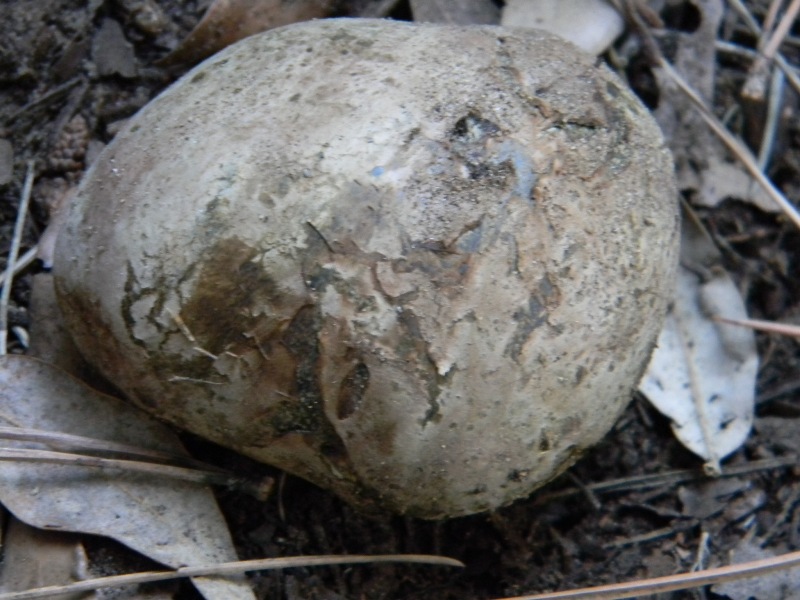 4�gruppo di ritr.il 4.10.2011.sotto Leccio e Pino marino