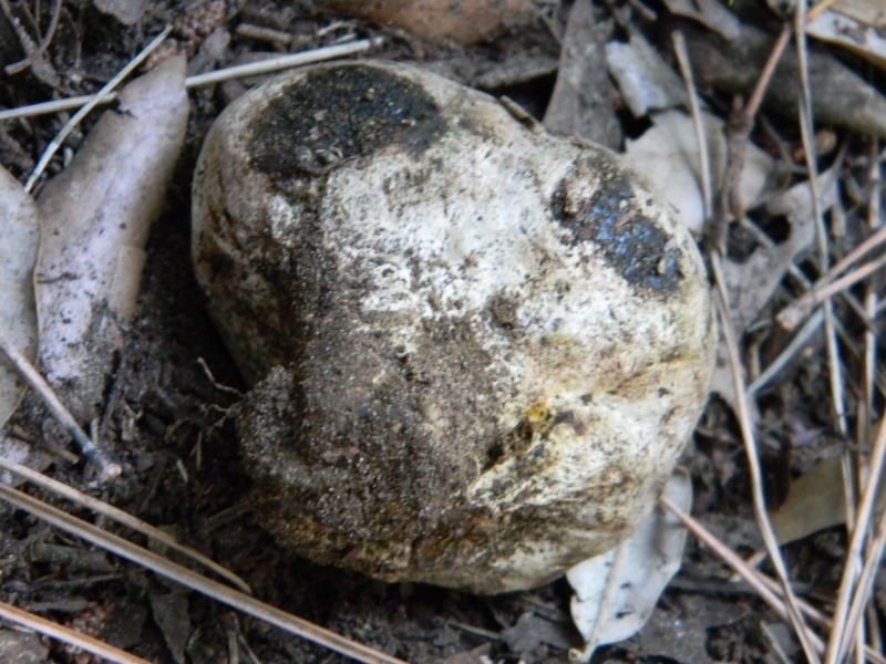 4�gruppo di ritr.il 4.10.2011.sotto Leccio e Pino marino