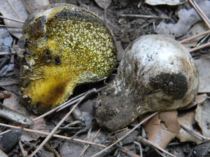 4�gruppo di ritr.il 4.10.2011.sotto Leccio e Pino marino