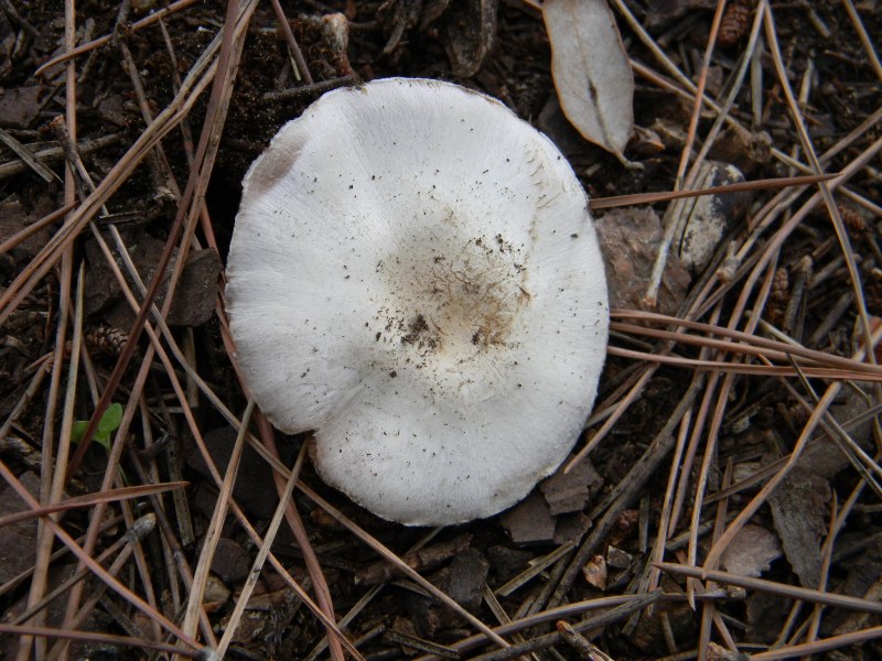 4�gruppo di ritr.il 4.10.2011.sotto Leccio e Pino marino