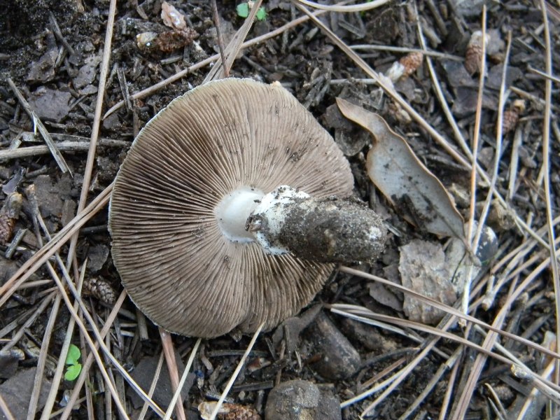 4�gruppo di ritr.il 4.10.2011.sotto Leccio e Pino marino