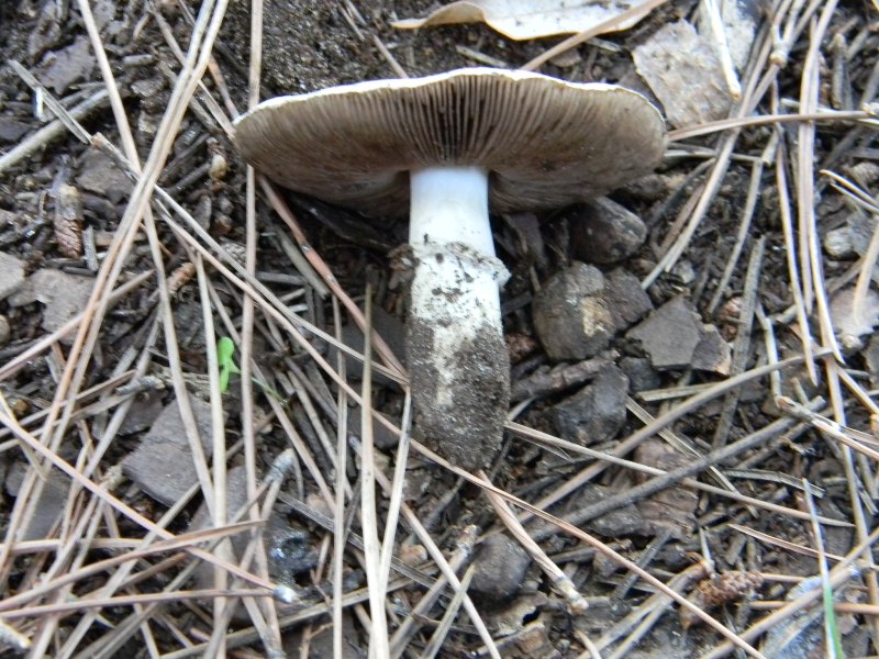 4�gruppo di ritr.il 4.10.2011.sotto Leccio e Pino marino