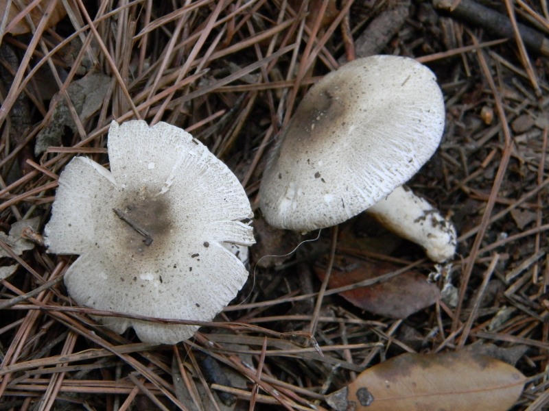 5�)gruppodi ritrov. il 4.10.2011.sotto Leccio e Pino marino