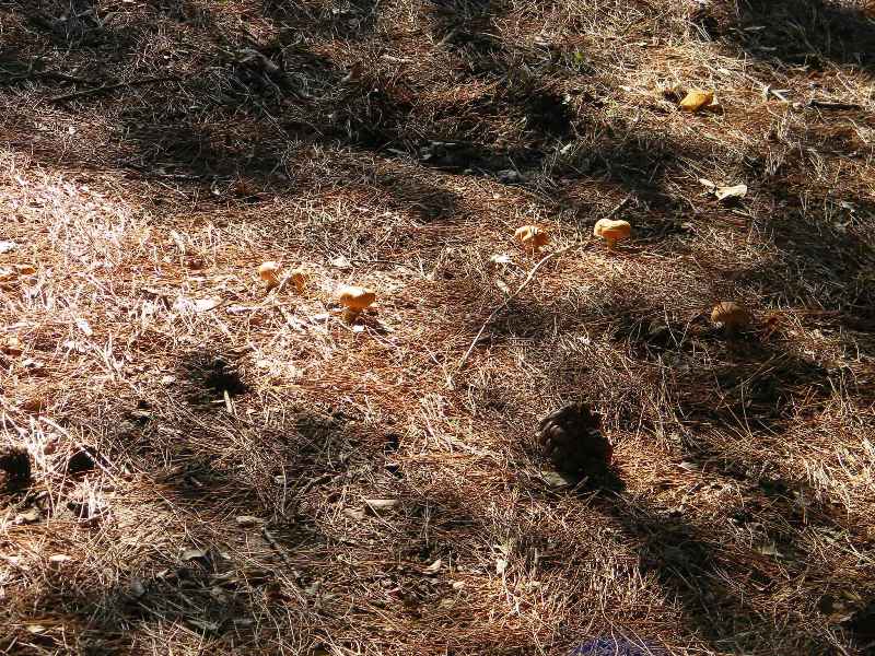 5�)gruppodi ritrov. il 4.10.2011.sotto Leccio e Pino marino