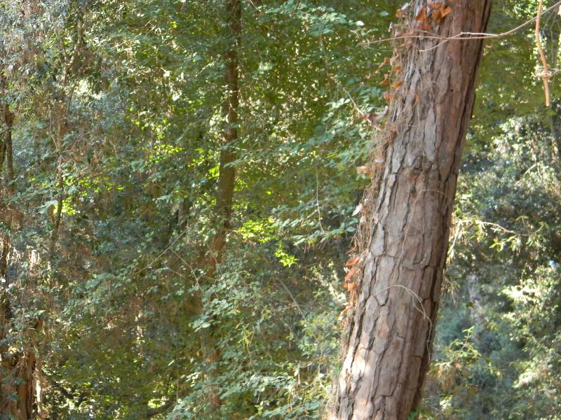 5�)gruppodi ritrov. il 4.10.2011.sotto Leccio e Pino marino