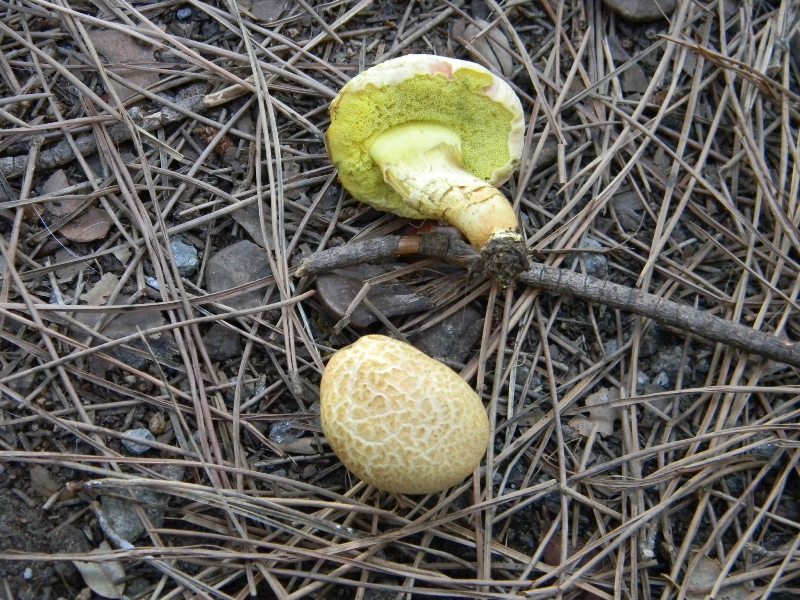 5�)gruppodi ritrov. il 4.10.2011.sotto Leccio e Pino marino