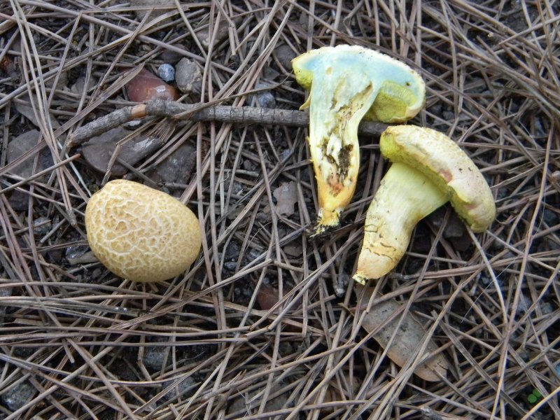 5�)gruppodi ritrov. il 4.10.2011.sotto Leccio e Pino marino