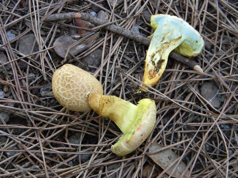 5�)gruppodi ritrov. il 4.10.2011.sotto Leccio e Pino marino