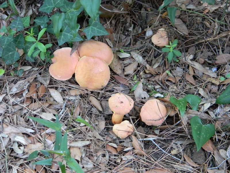 5�)gruppodi ritrov. il 4.10.2011.sotto Leccio e Pino marino