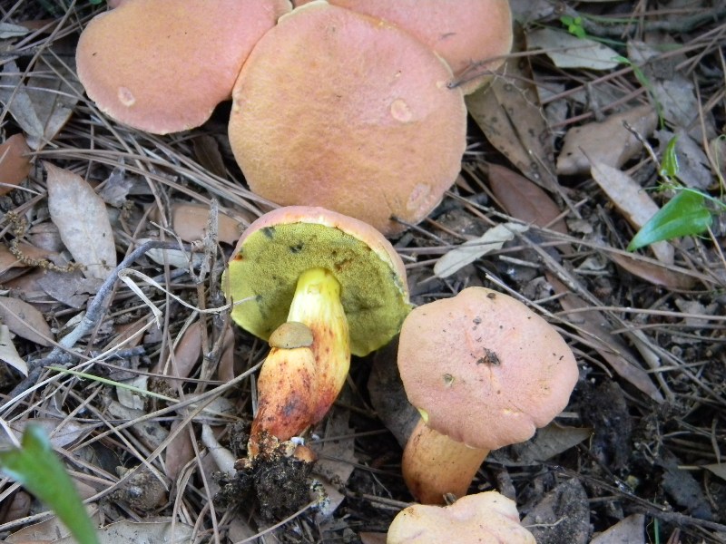 5�)gruppodi ritrov. il 4.10.2011.sotto Leccio e Pino marino