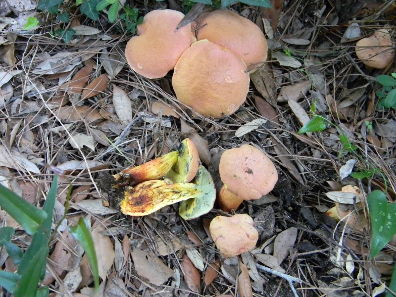 5�)gruppodi ritrov. il 4.10.2011.sotto Leccio e Pino marino