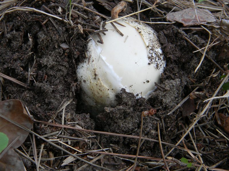3�gruppo ritrov.il 4.10.2011.sotto Leccio e Pino marino