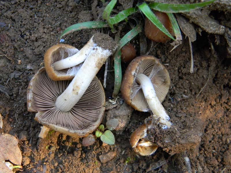 Altri due ritrovamenti  del 11.03.2011.