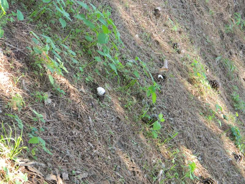 3�gruppo ritrov.il 4.10.2011.sotto Leccio e Pino marino