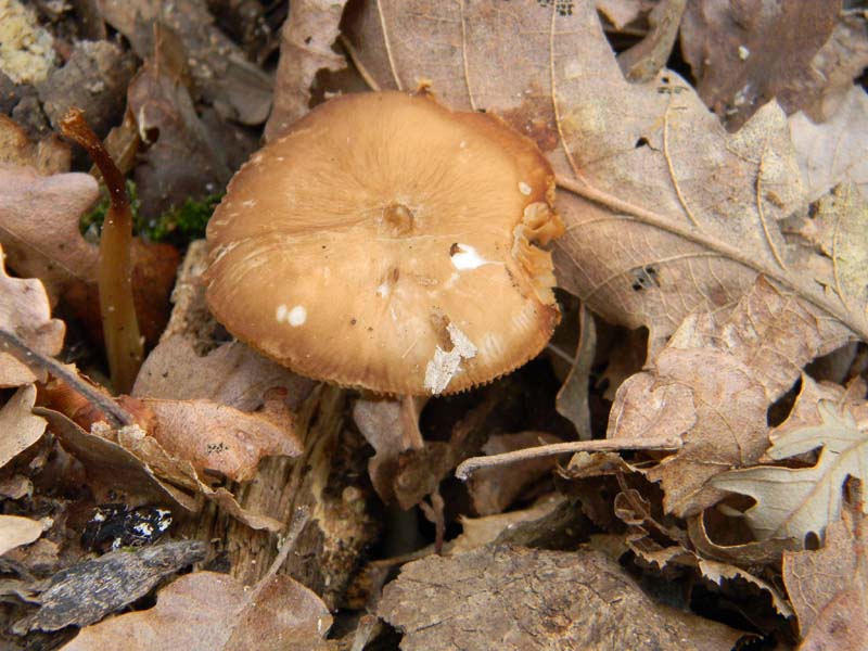 Altri due ritrovamenti  del 11.03.2011.