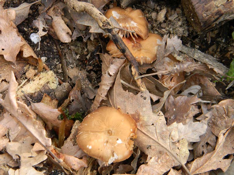 Altri due ritrovamenti  del 11.03.2011.