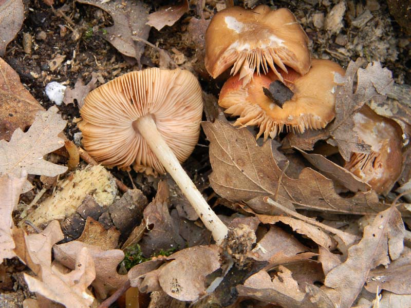 Altri due ritrovamenti  del 11.03.2011.