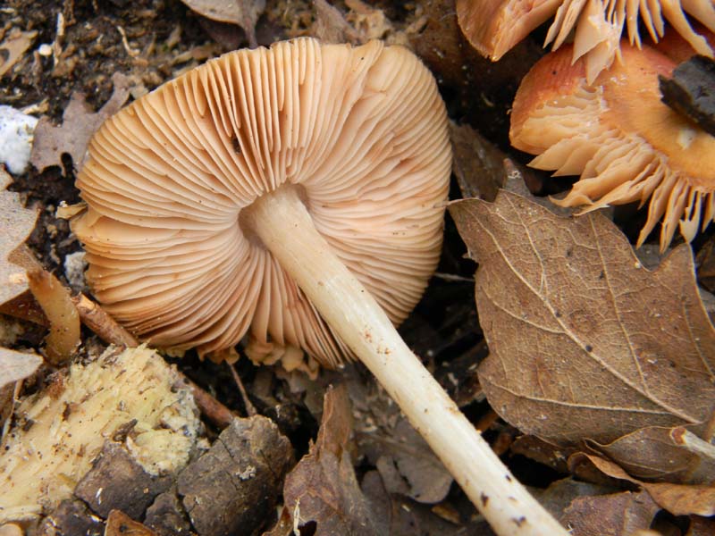 Altri due ritrovamenti  del 11.03.2011.