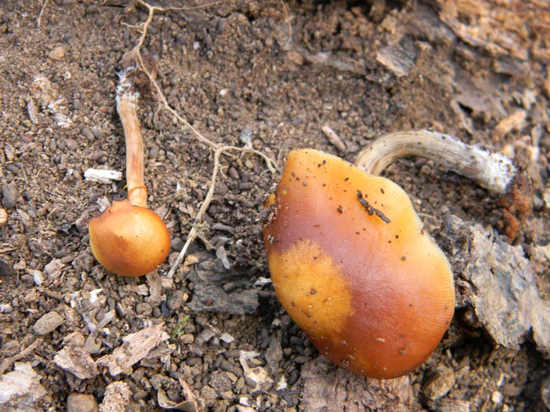 Due funghi da determinare fotog.11.03.2011