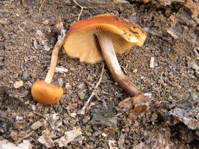 Due funghi da determinare fotog.11.03.2011