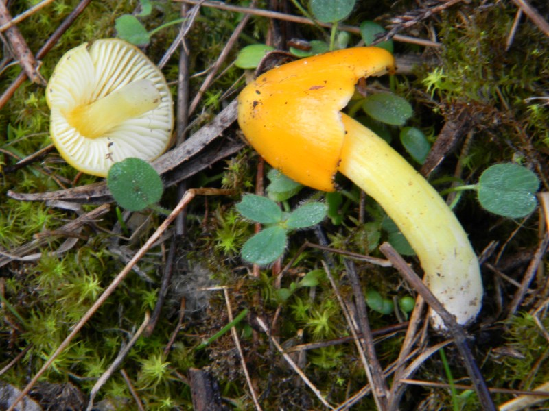 2�gruppo di ritrov.il 7.10.2011.sotto Leccio e Pino marino.