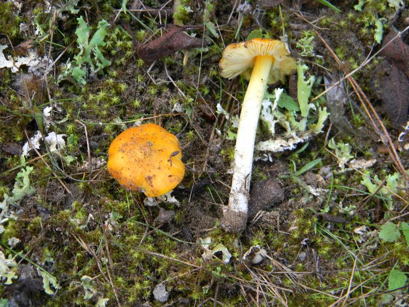 2�gruppo di ritrov.il 7.10.2011.sotto Leccio e Pino marino.