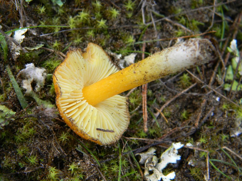 2�gruppo di ritrov.il 7.10.2011.sotto Leccio e Pino marino.