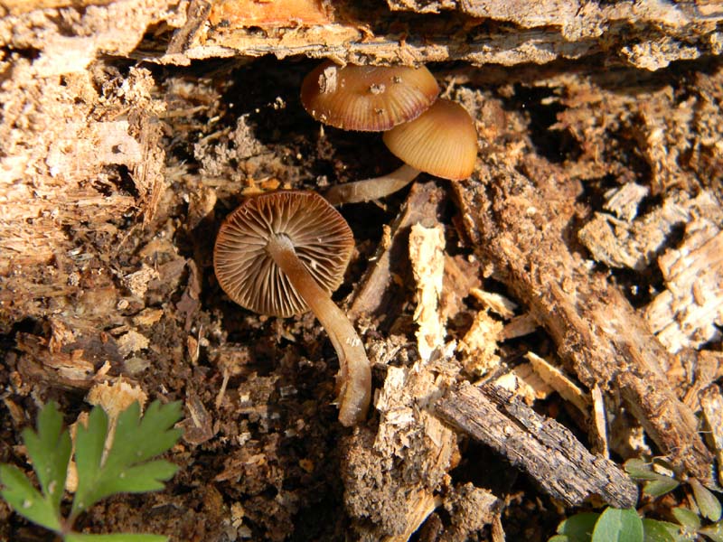 Due funghi da determinare fotog.11.03.2011