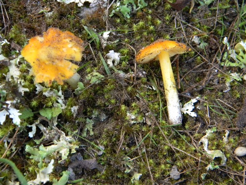 2�gruppo di ritrov.il 7.10.2011.sotto Leccio e Pino marino.