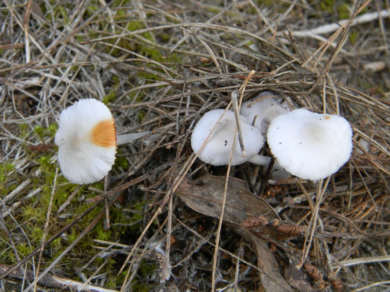 2�gruppo di ritrov.il 7.10.2011.sotto Leccio e Pino marino.