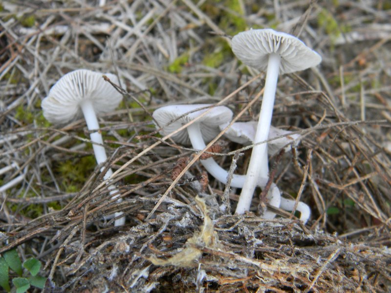 2�gruppo di ritrov.il 7.10.2011.sotto Leccio e Pino marino.