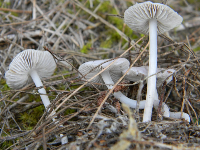 2�gruppo di ritrov.il 7.10.2011.sotto Leccio e Pino marino.