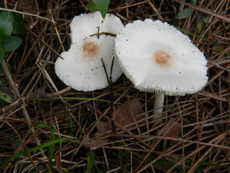 2�gruppo di ritrov.il 7.10.2011.sotto Leccio e Pino marino.