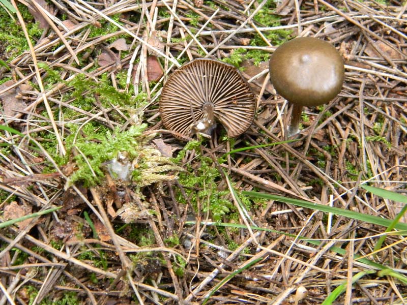 Ritrovamenti del 12.03.2011.sotto pineta