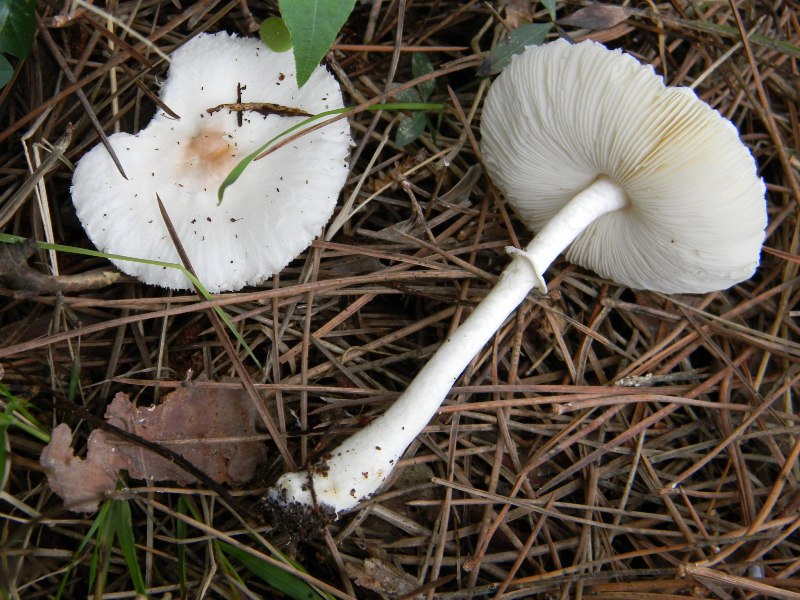 2�gruppo di ritrov.il 7.10.2011.sotto Leccio e Pino marino.