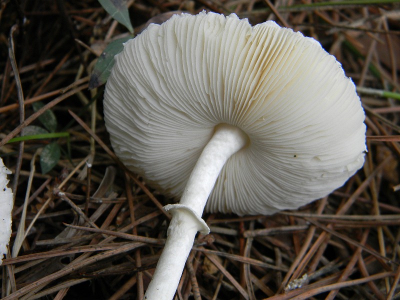 2�gruppo di ritrov.il 7.10.2011.sotto Leccio e Pino marino.