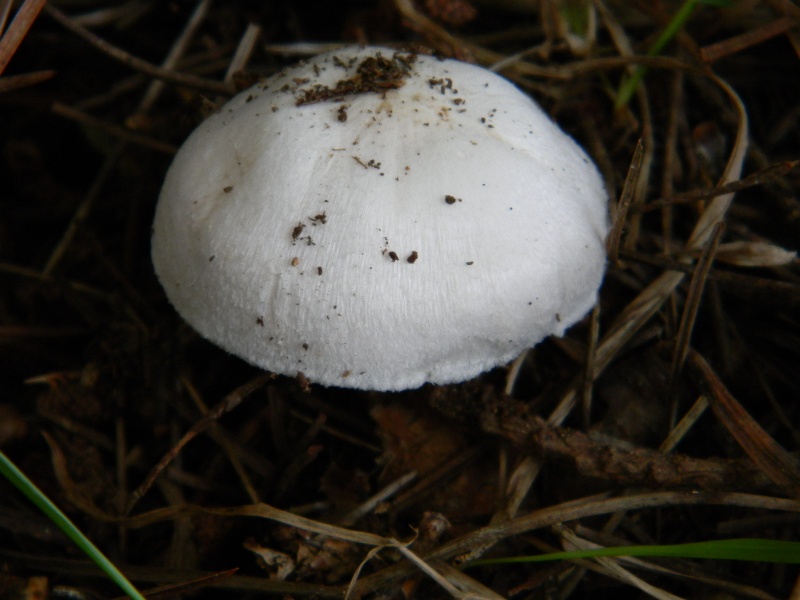 2�gruppo di ritrov.il 7.10.2011.sotto Leccio e Pino marino.