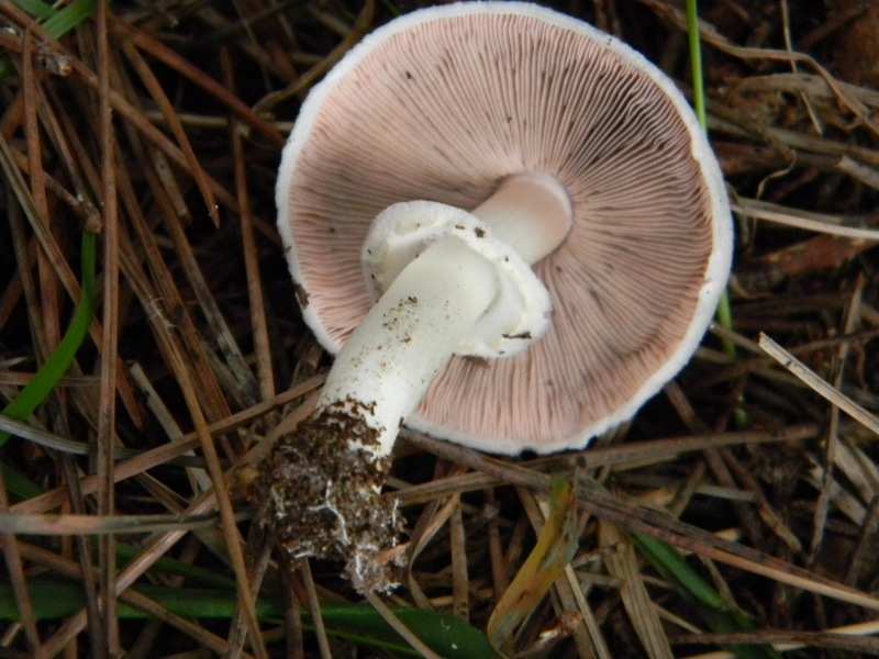 2�gruppo di ritrov.il 7.10.2011.sotto Leccio e Pino marino.