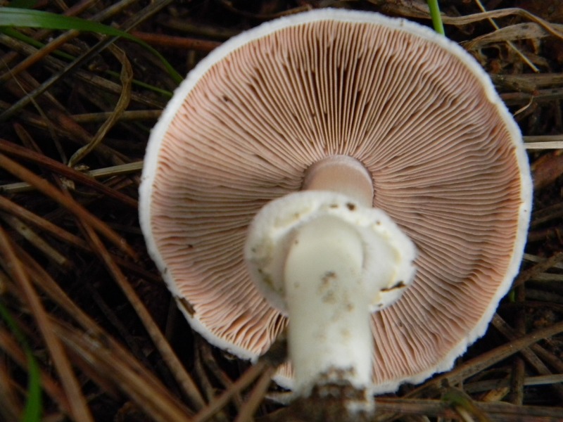 2�gruppo di ritrov.il 7.10.2011.sotto Leccio e Pino marino.