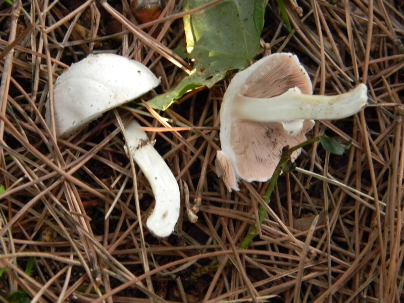 2�gruppo di ritrov.il 7.10.2011.sotto Leccio e Pino marino.